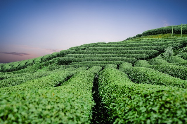 Velká čajová plantáž. 